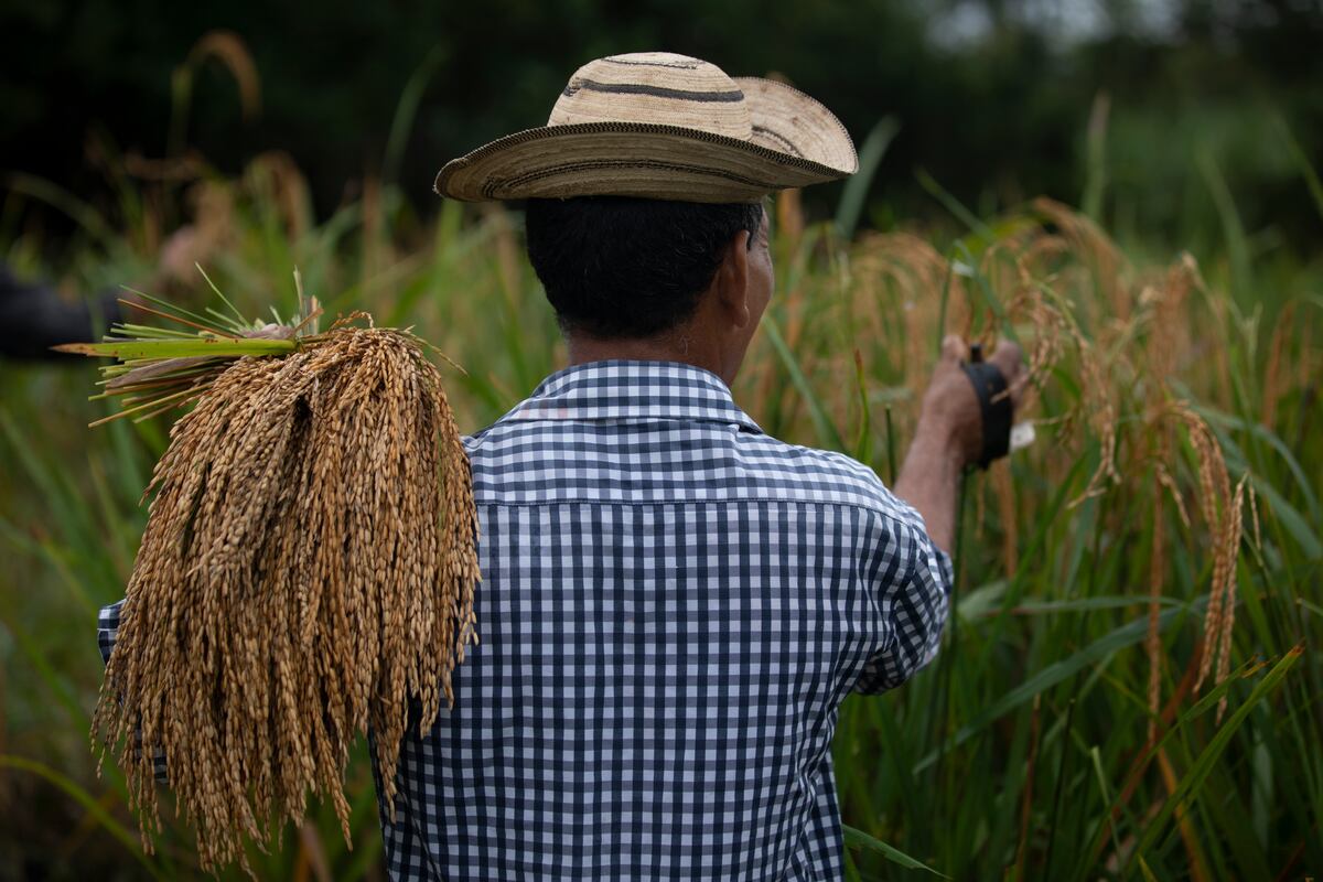 Gobierno compra arroz importado para abastecer la demanda panameña