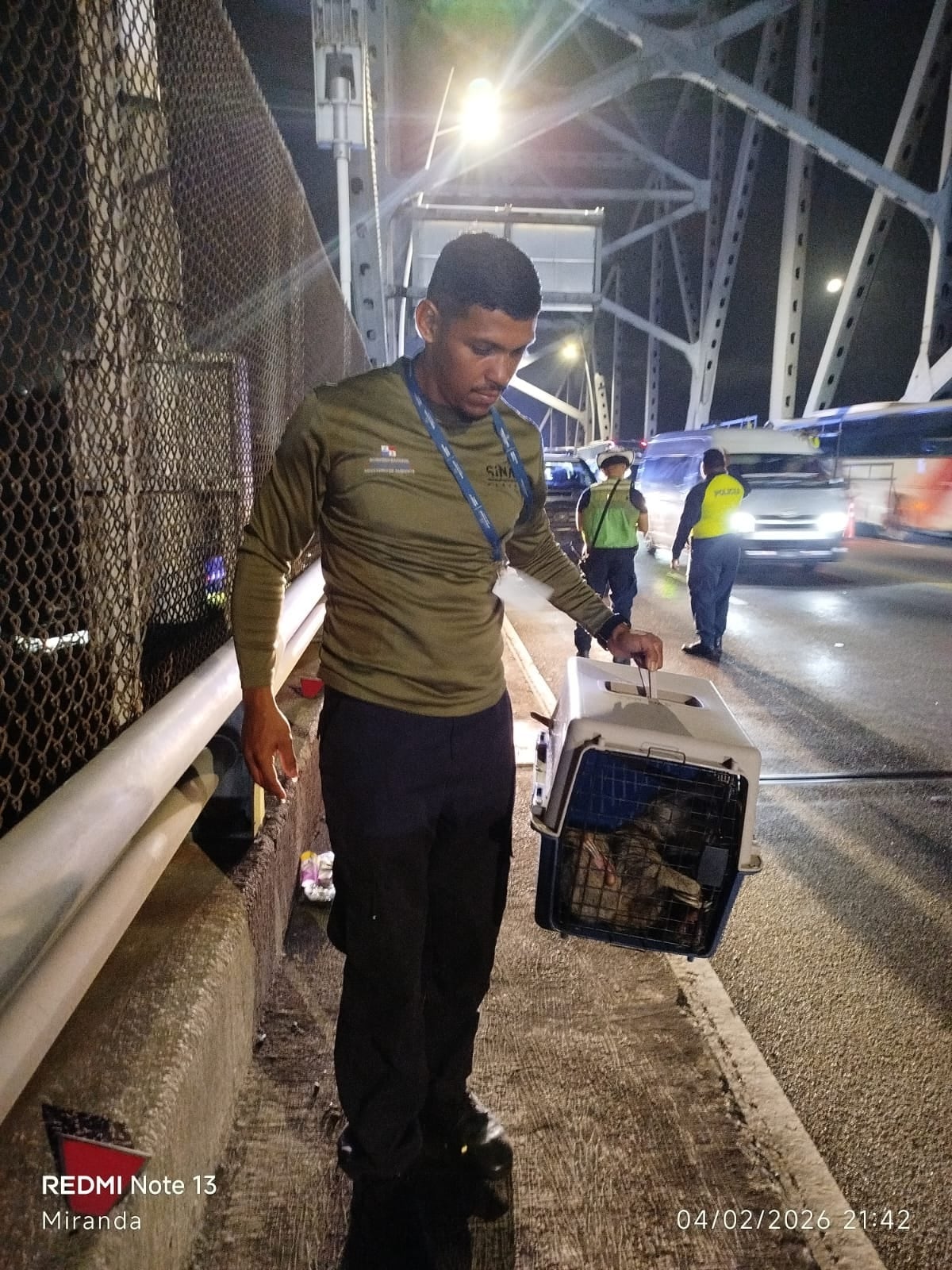 Rescatan perezoso de dos dedos en estructuras del Puente de las Américas