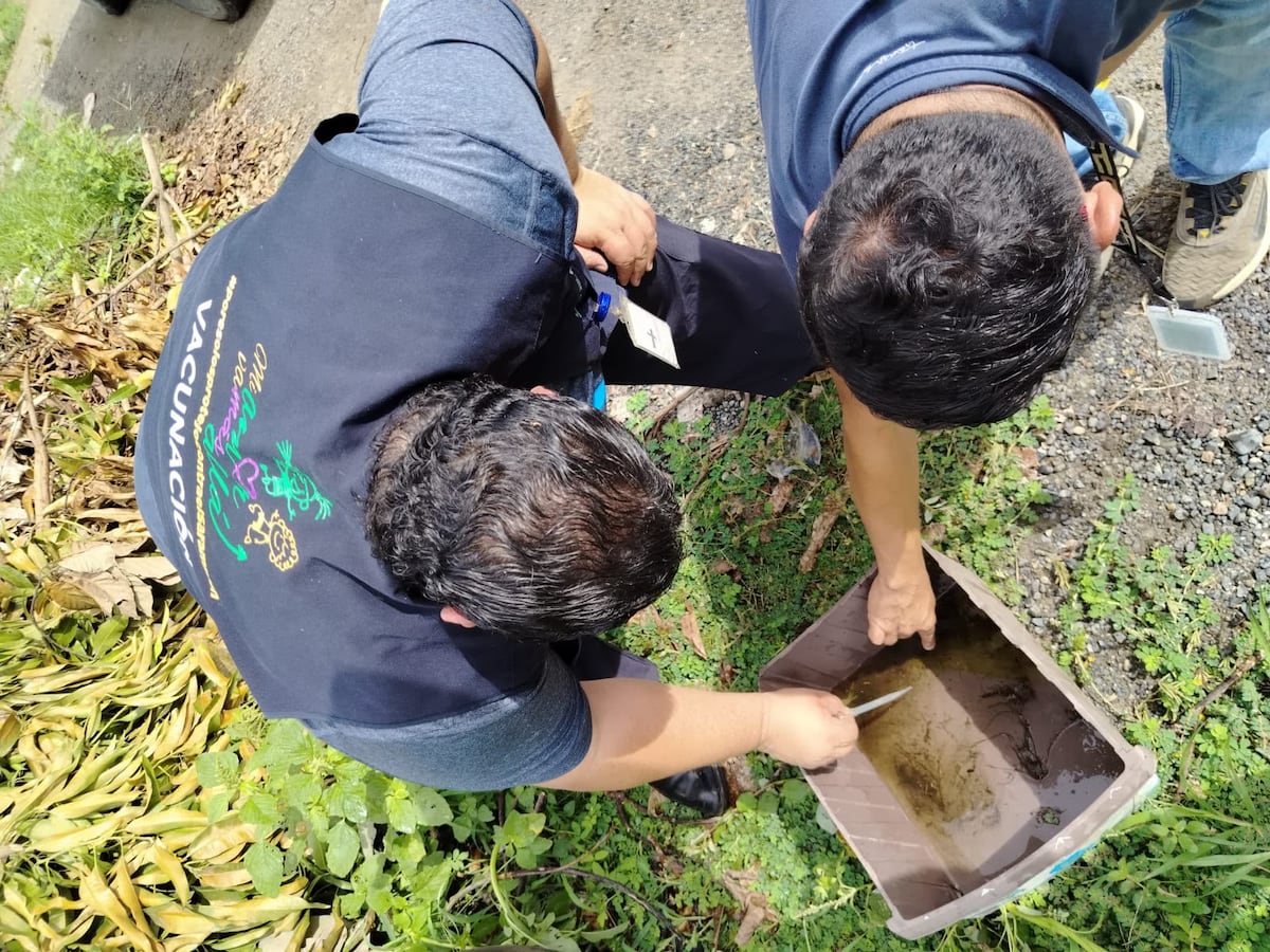 Guerra al mosquito: intervienen decenas de casas en Malengue para frenar el dengue