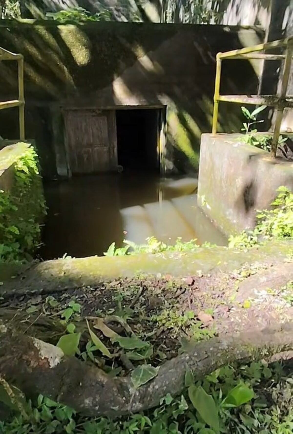 ‘Venom panameño’ queda en pura película: Parque Metropolitano tumba rumores sobre la criatura