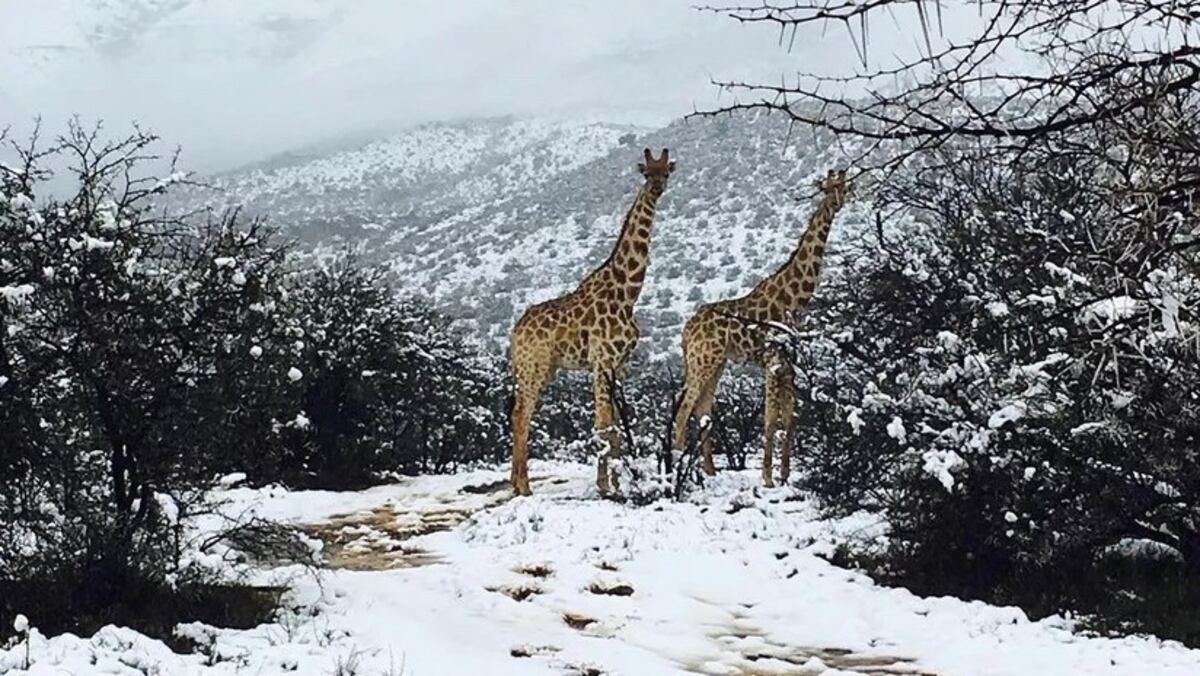 Jirafas en la nieve. Un inesperado golpe frío ha golpeado a Sudáfrica