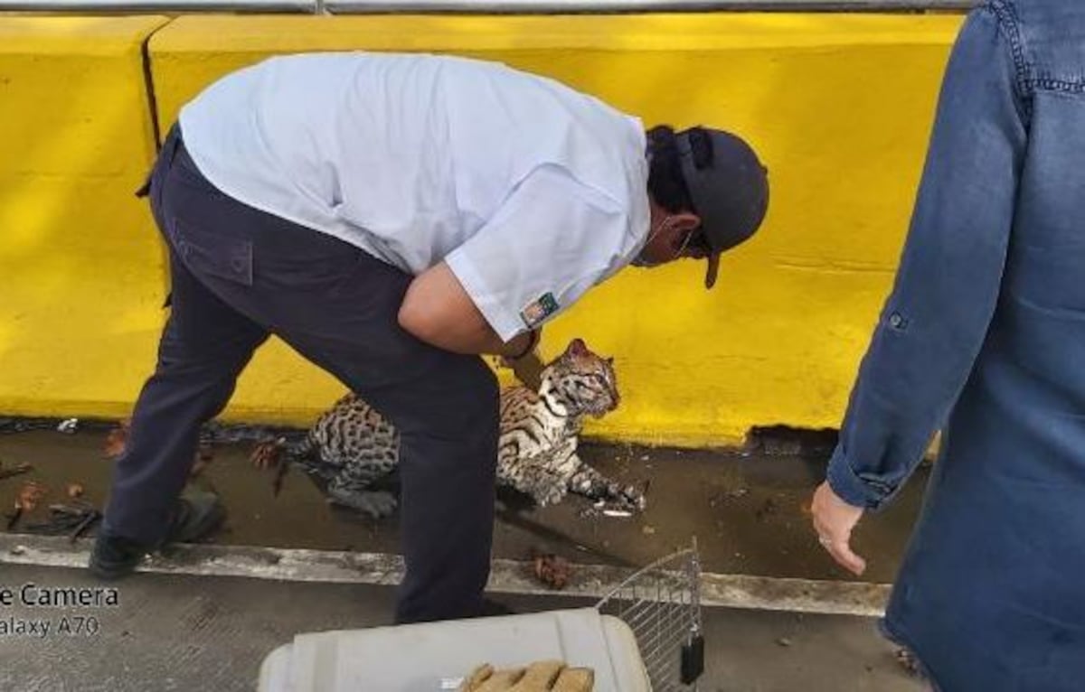 Van a balazo. Aumenta atropello de animales silvestres en áreas protegidas