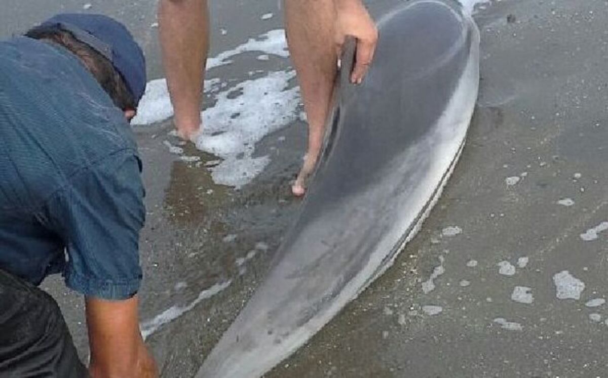 Rescatan delfin en Isla Cañas