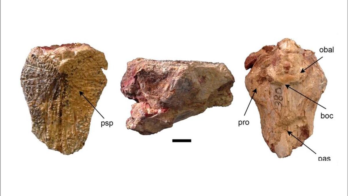 Descubren dos nuevas especies de bagre más antiguas que el istmo de Panamá