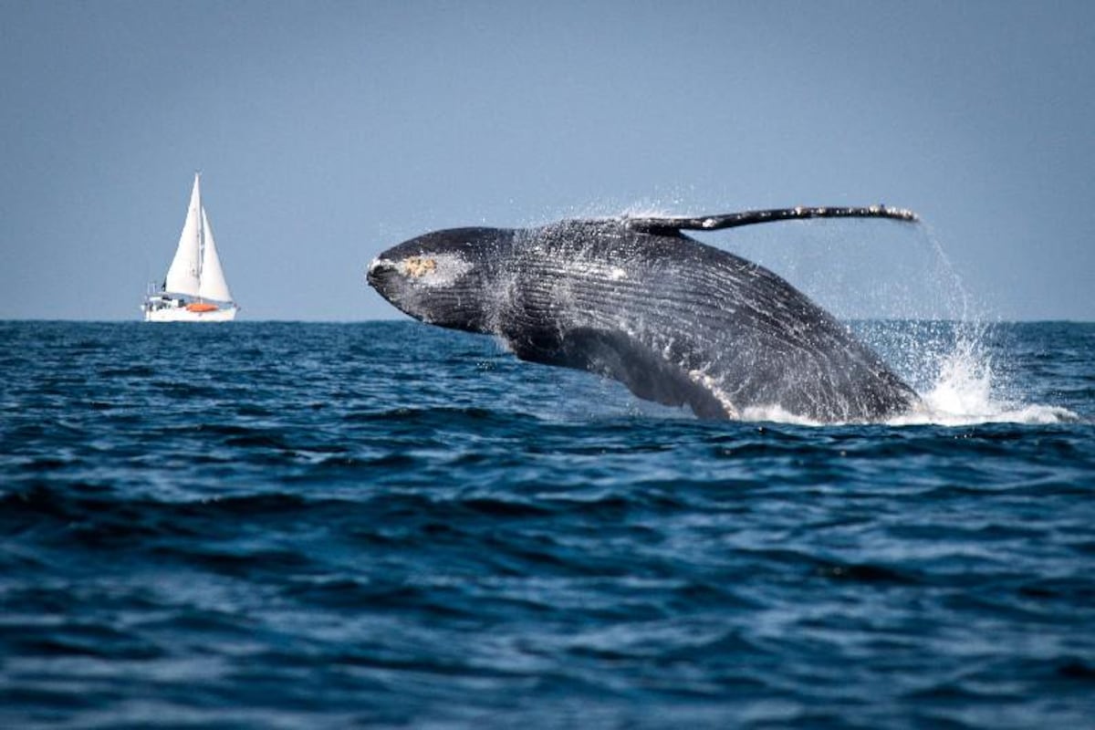 Fenomenal. Ballenas ofrecen espectáculo en la Bahía de Panamá 