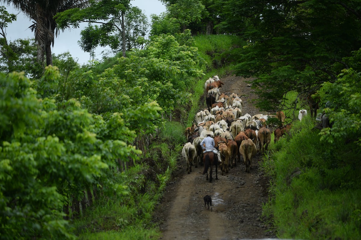 En el corregimiento de El Llano de Chepo claman por una carretera para comercializar sus productos. Video