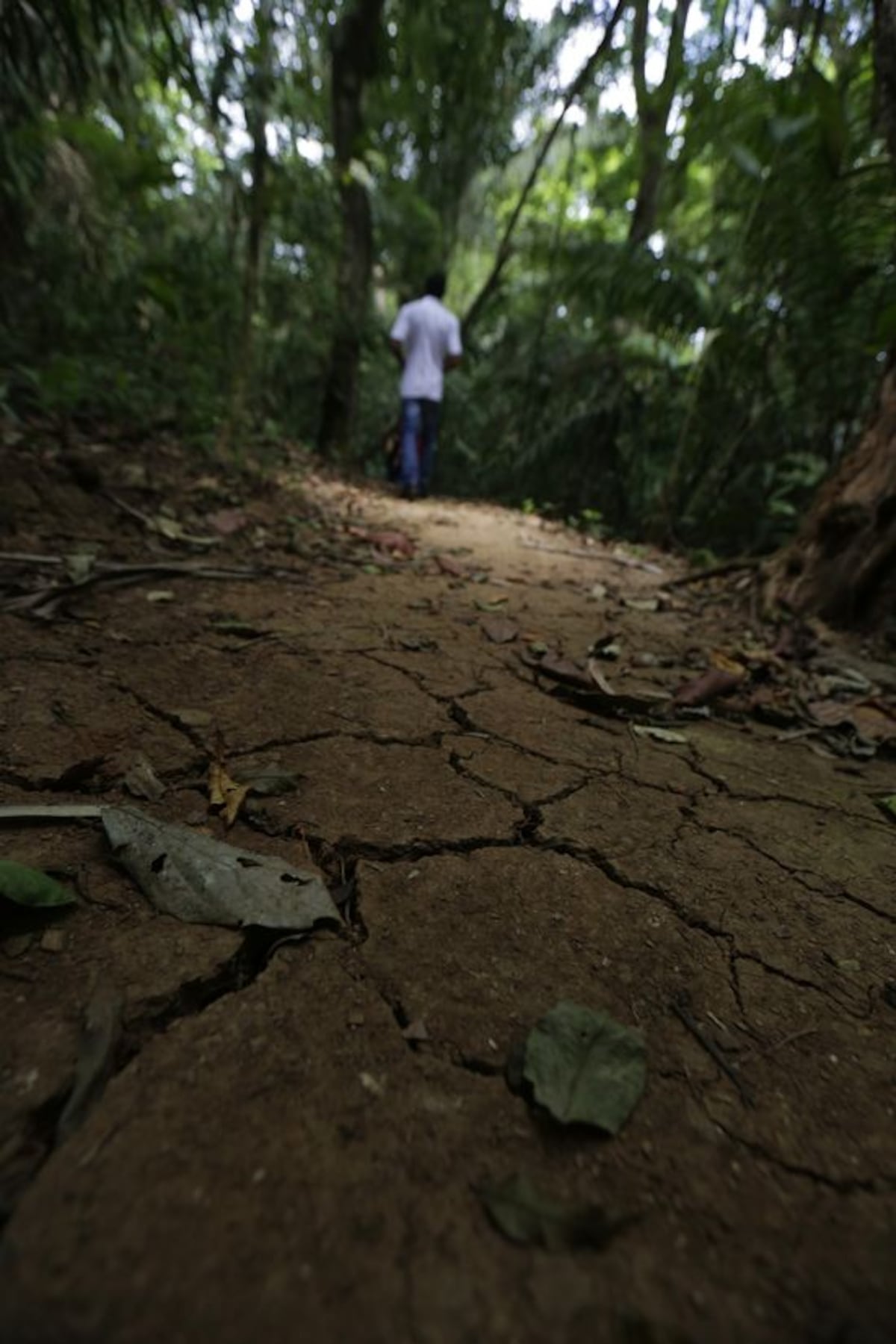 Prohíben el ingreso al Parque Nacional Soberanía y castigan a 4 taladores