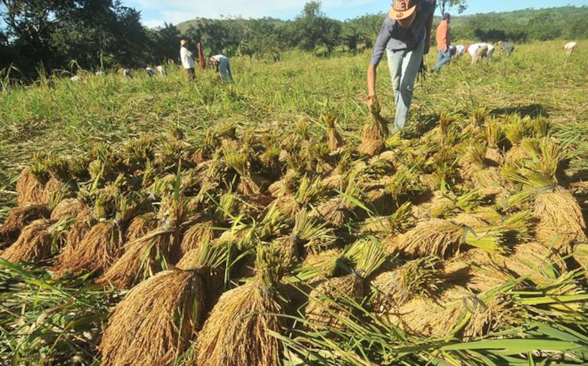 No habrá importación de arroz, hay suficiente grano