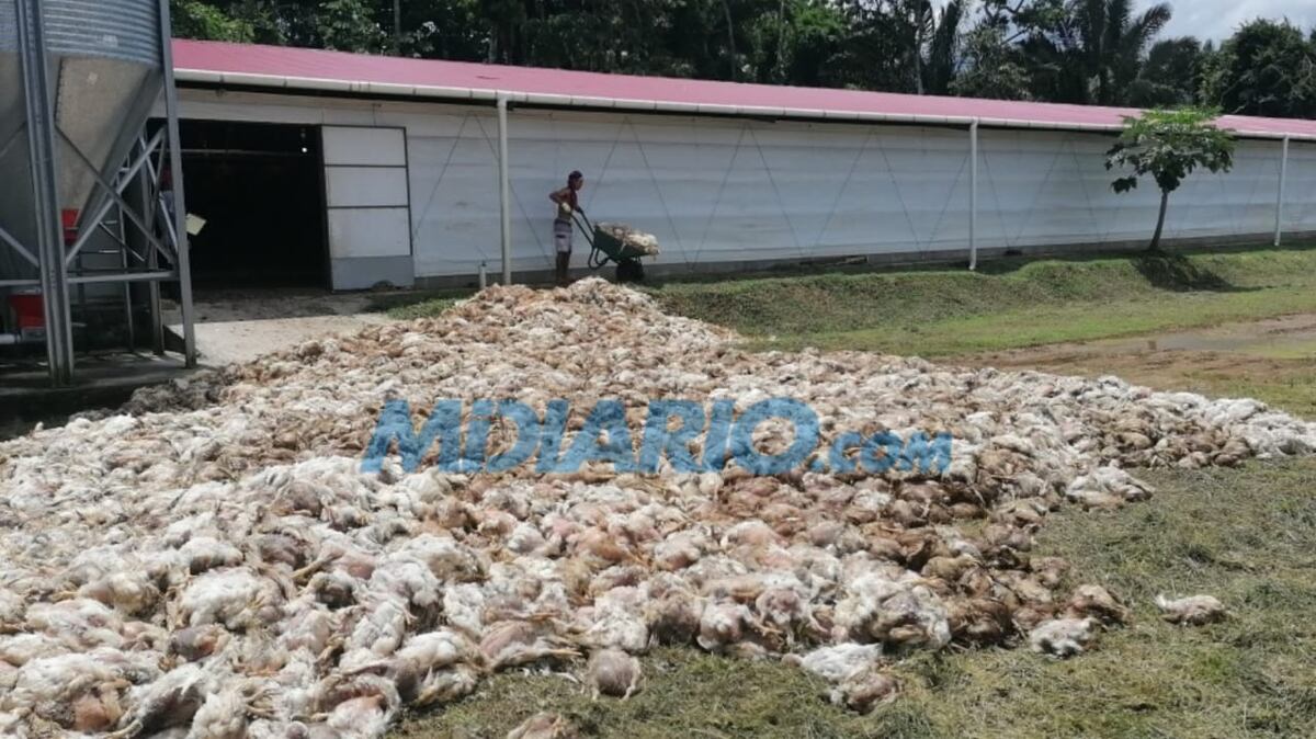 Mueren 80 mil pollos por apagón. Habrá proceso legal