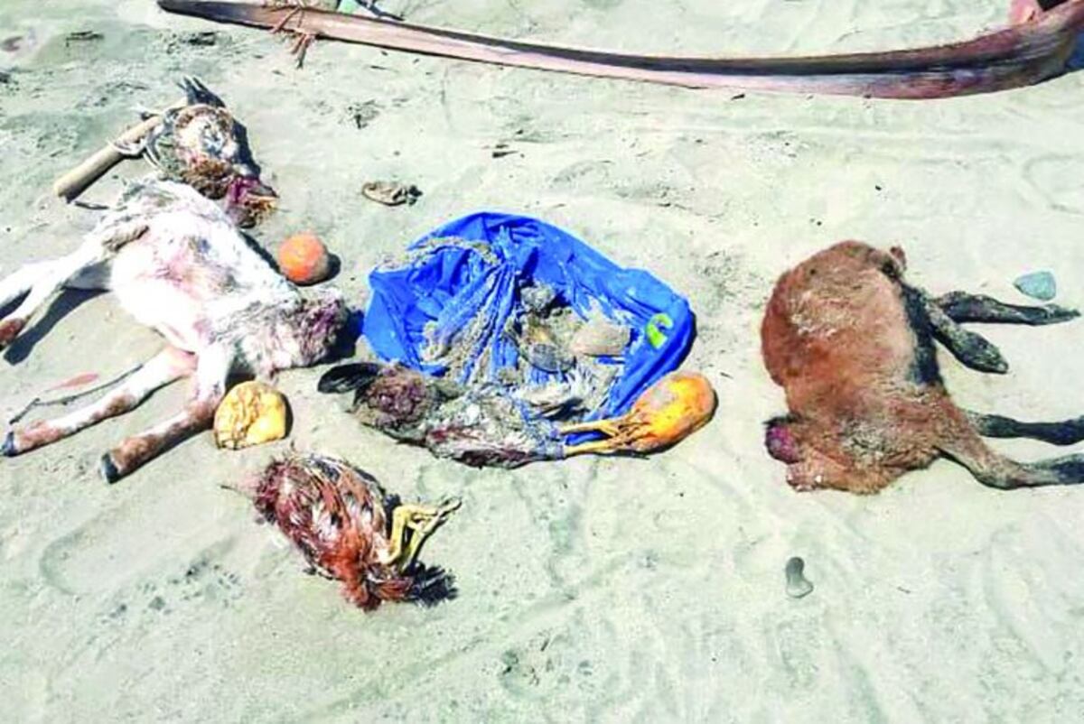 Encuentran degolladas a gallinas y cabras en Mariato, Veraguas 