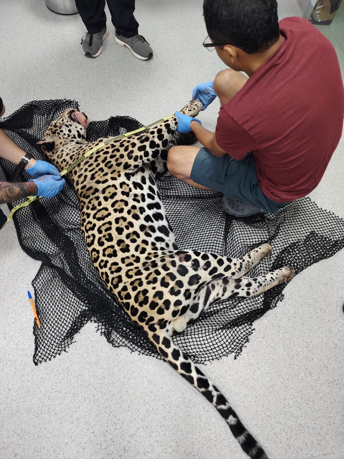 Jaguar muere atropellado en la Autopista Panamá-Colón tras dos décadas sin incidentes similares