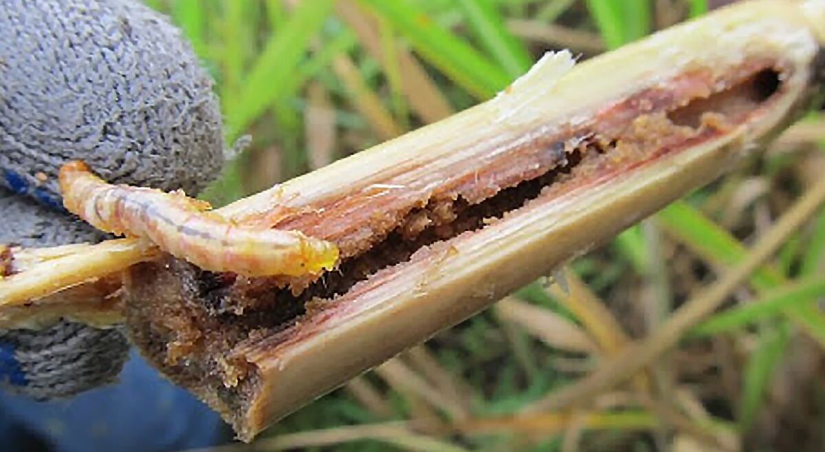 Aumentan los casos del gusano barrenador en seres humanos en Panamá