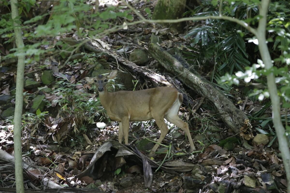 Se le imputa cargo por el delito contra la vida silvestre
