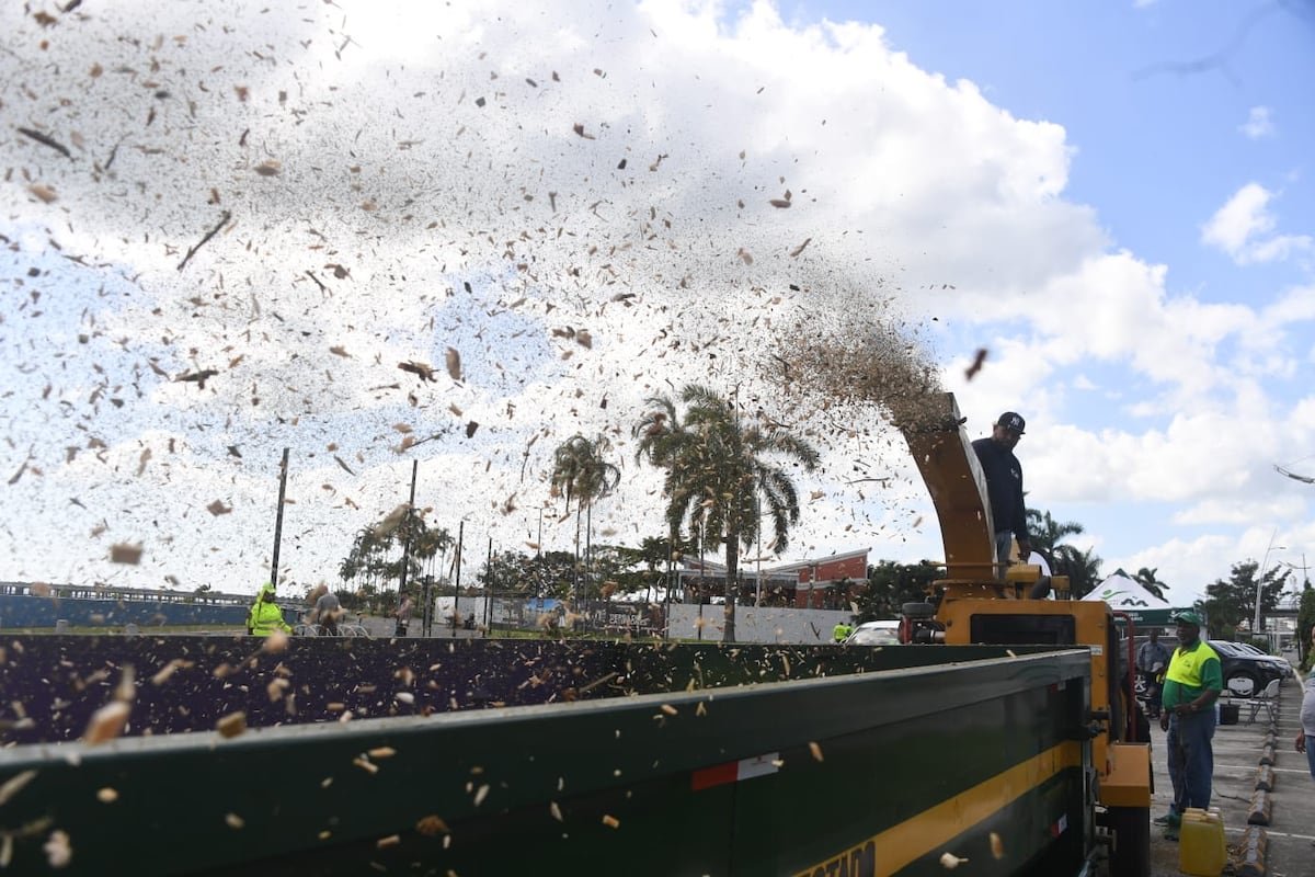 Están recogiendo arbolitos de Navidad. Le diremos dónde y para qué los usarán. Video