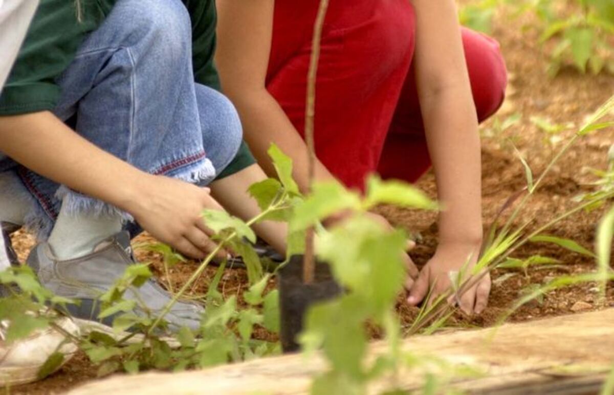 MiAmbiente: Panamá se ubica en lista de países con bajas tasas de deforestación