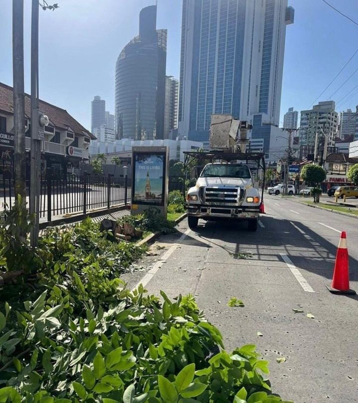Polémica en Marbella por la tala de árboles crea ronchas en redes: ‘El oro de Panamá decían’