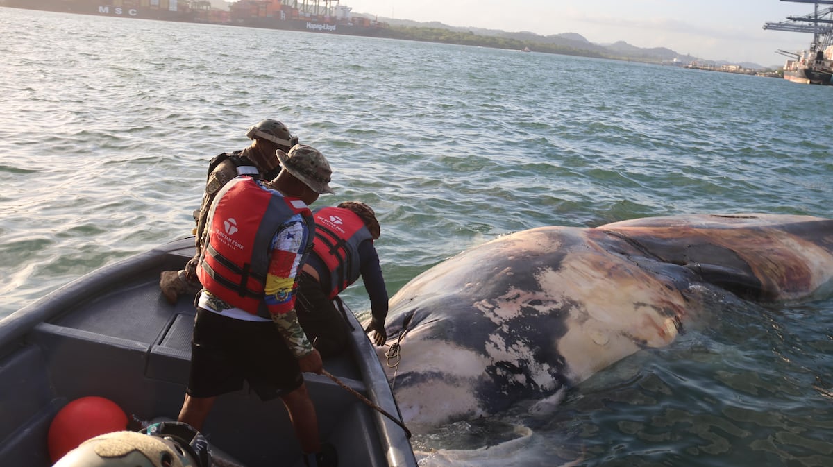 Ballena muerta obliga operativo especial en muelle de Balboa