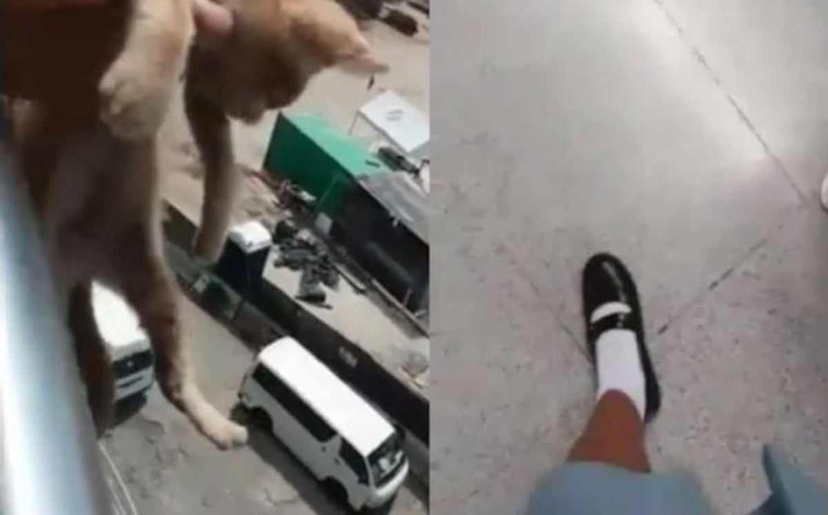 Aumentan los casos de asesinatos y lesiones graves en mascotas