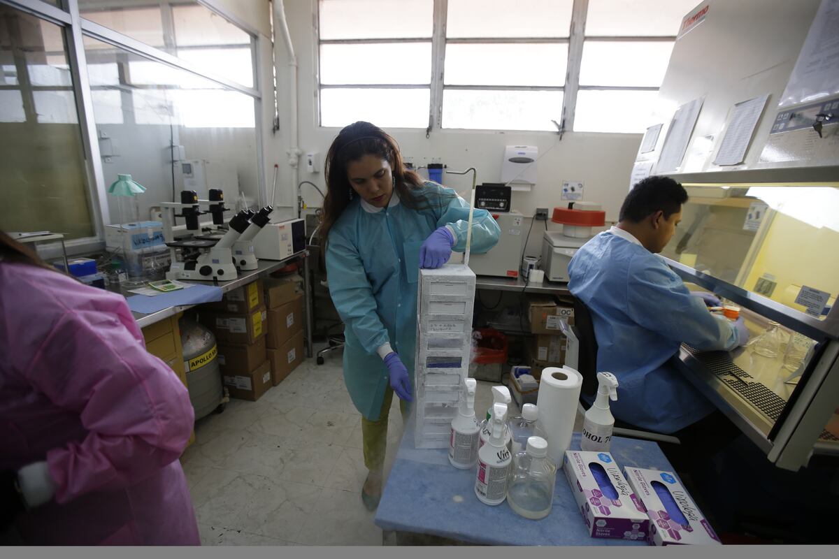 Los riesgos de comer ‘carne de monte’