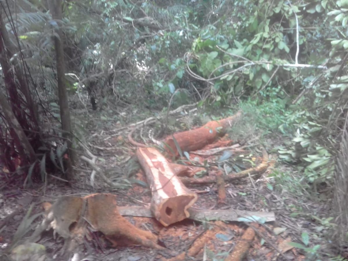 Aprehendidos: Talando árboles dentro del Parque Nacional Camino de Cruces
