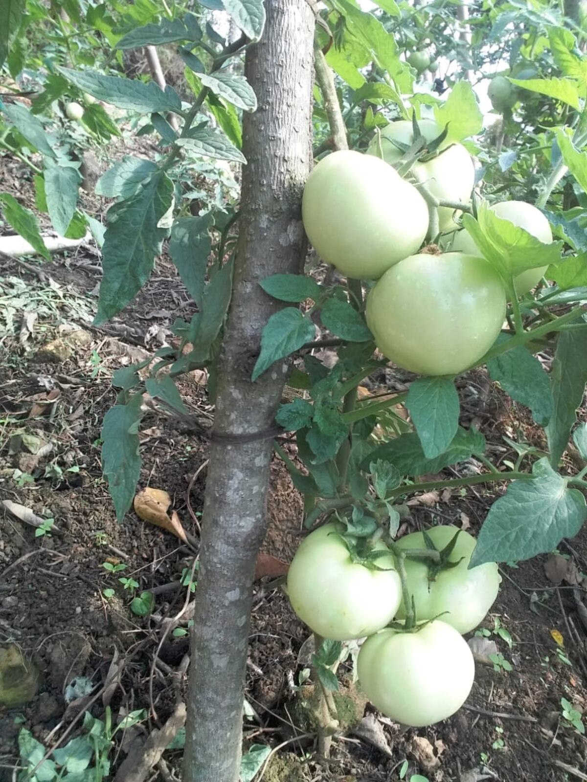 En Limón de Campana familias emprenden para subsistir ante la crisis por Covid-19