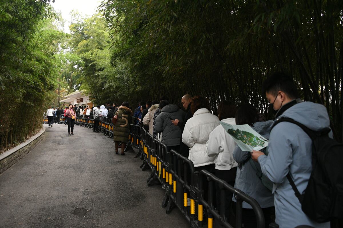 Los pandas: Un tesoro chino que deslumbra al planeta entero