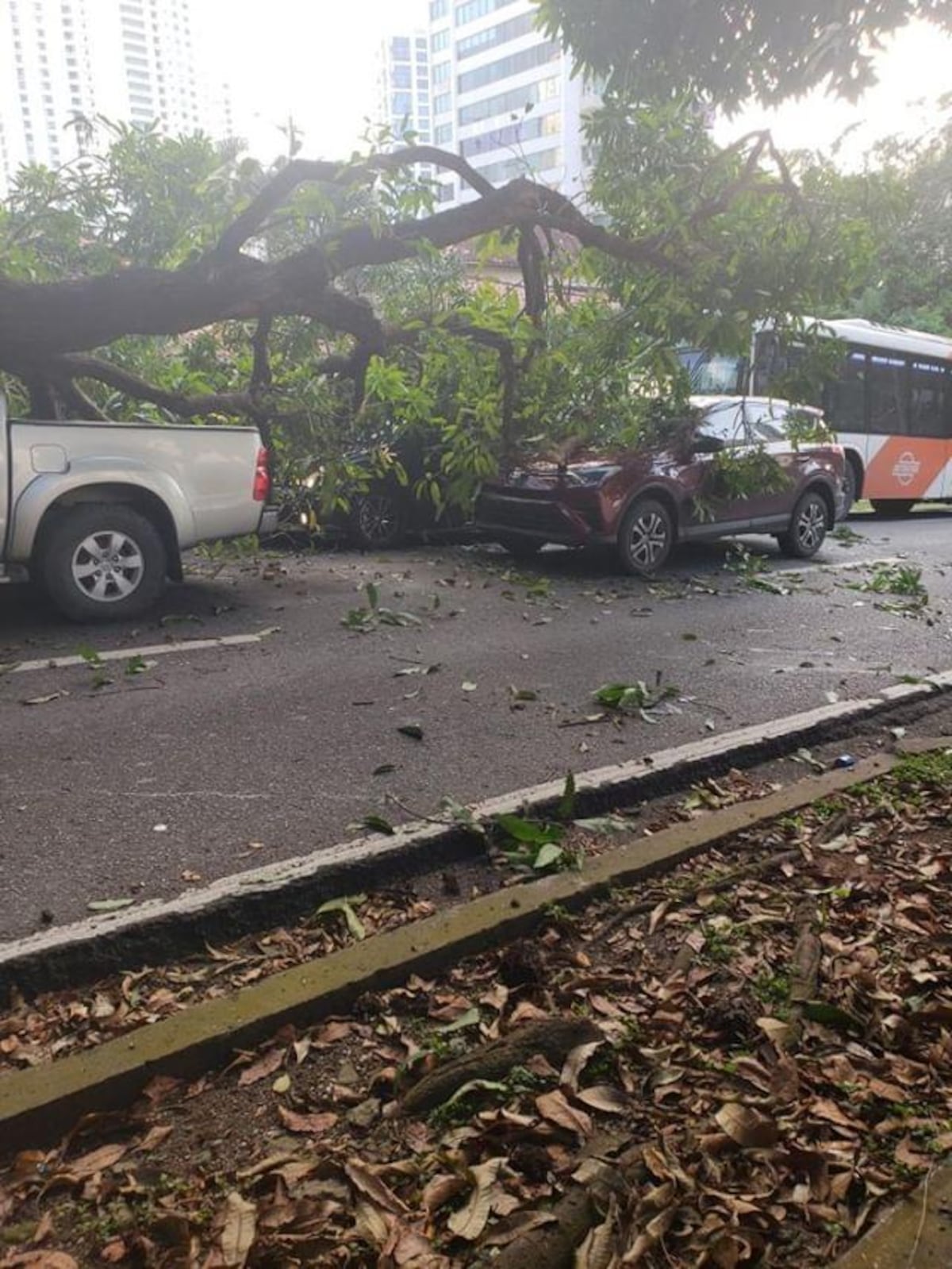 Cae árbol en calle 50 en plena vía y afecta a tres carros
