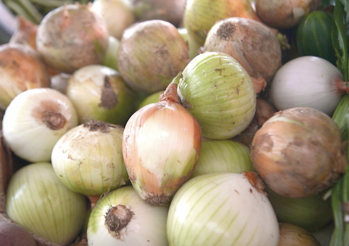 Panamá importará 25 mil quintales de cebolla para octubre