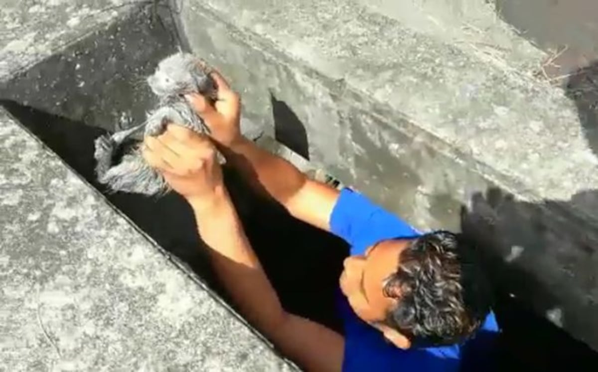 Un aplauso para los buenos hombres que rescataron al gatito del hoyo oscuro