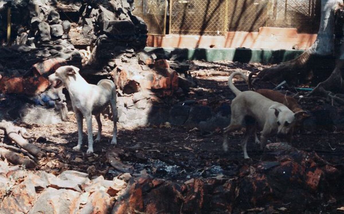 ¡AY, NOOOO! Masacre de perros en Renacimiento, mueren 25 envenenados