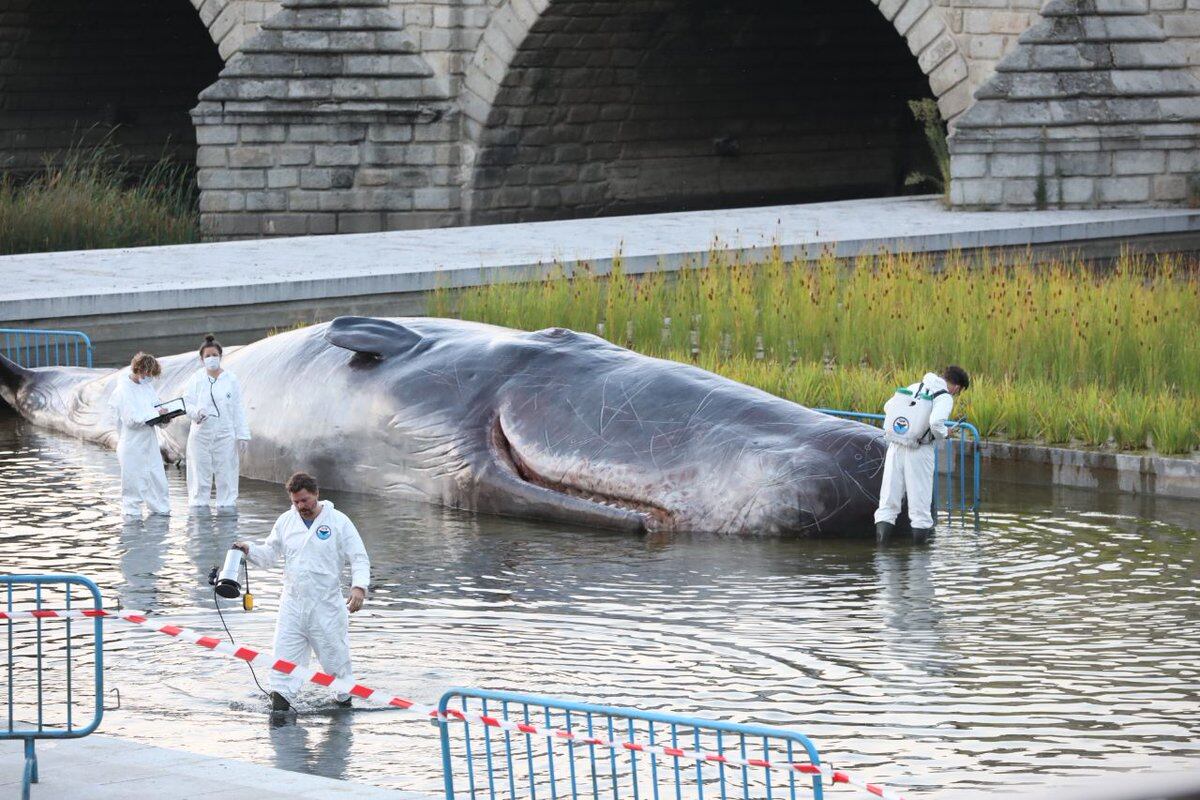 Cachalote amanece en el centro de Madrid este viernes