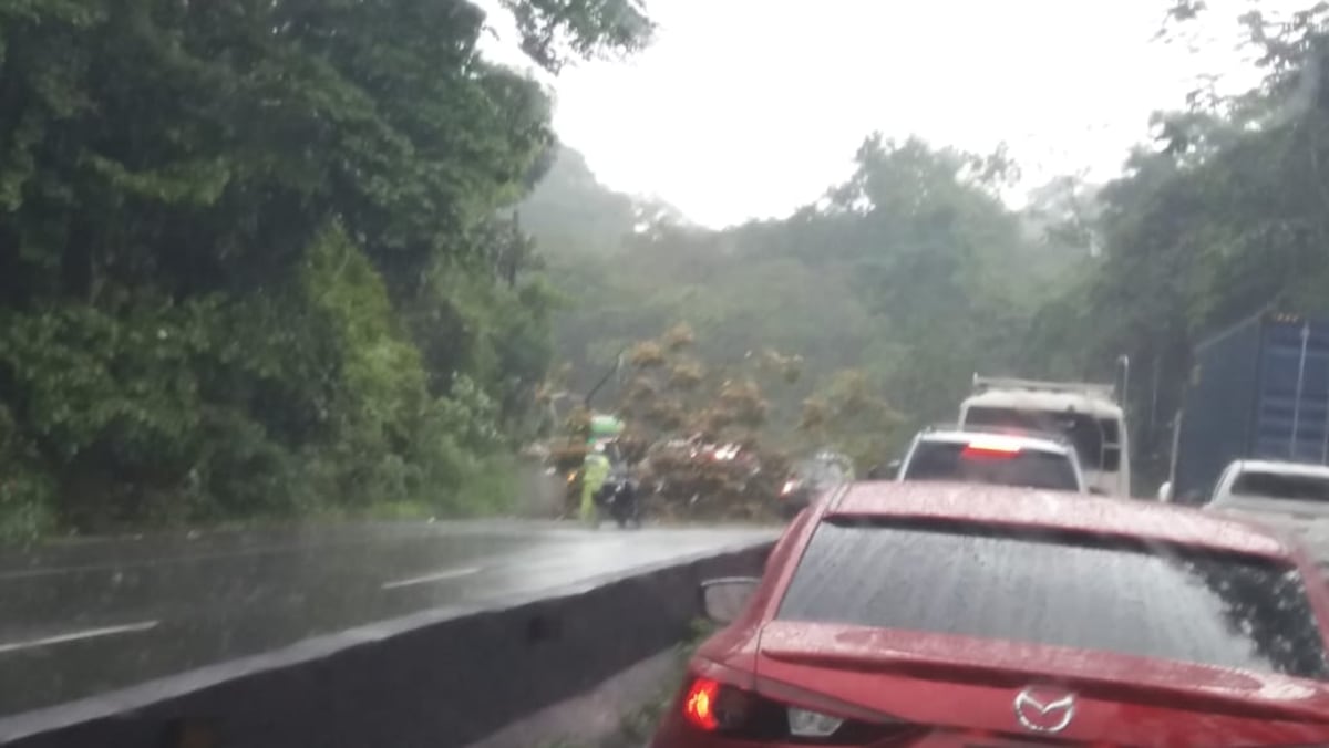 Atrapados y tranque en la vía del puente de las Américas por caída de árbol