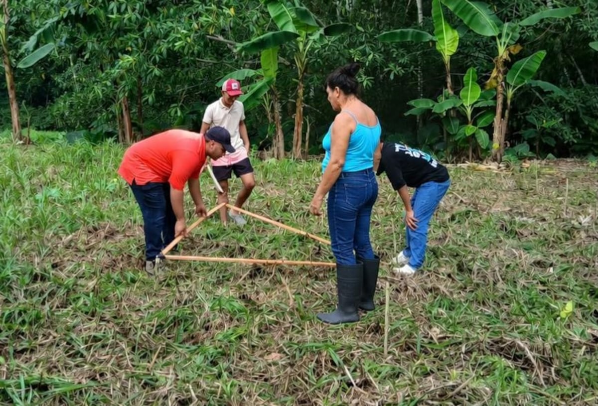 Productores colonenses aprenden nueva técnica para cultivar plátano
