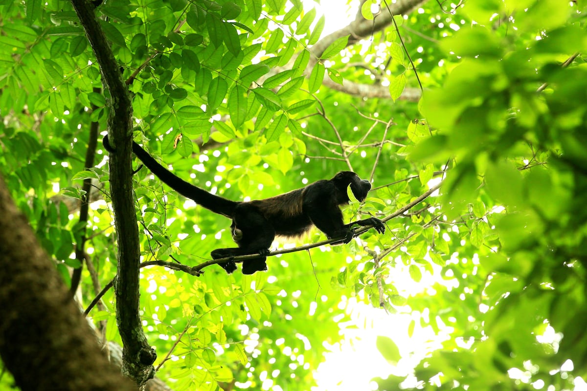 Primates en Panamá y en muchas regiones del mundo están en riesgo