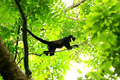 MiAmbiente investiga muerte de mono araña por tuberculosis transmitido por un humano