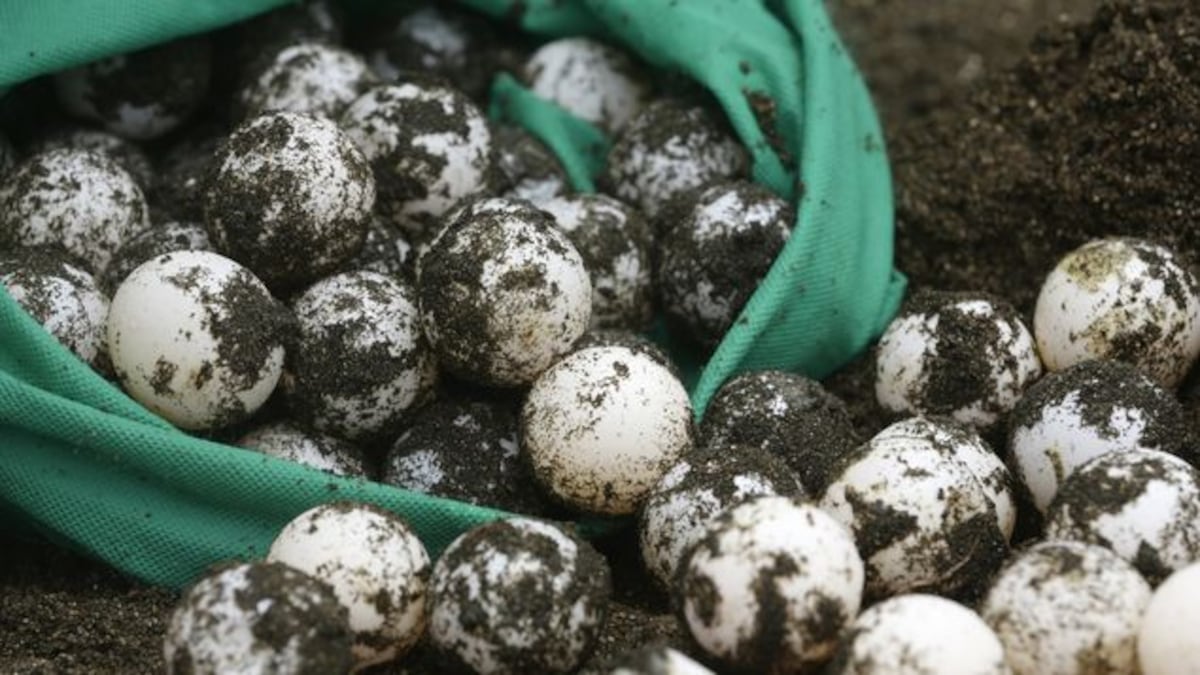 Por hurto de 201 huevos de tortugas, hombre deberá reportarse una vez al mes