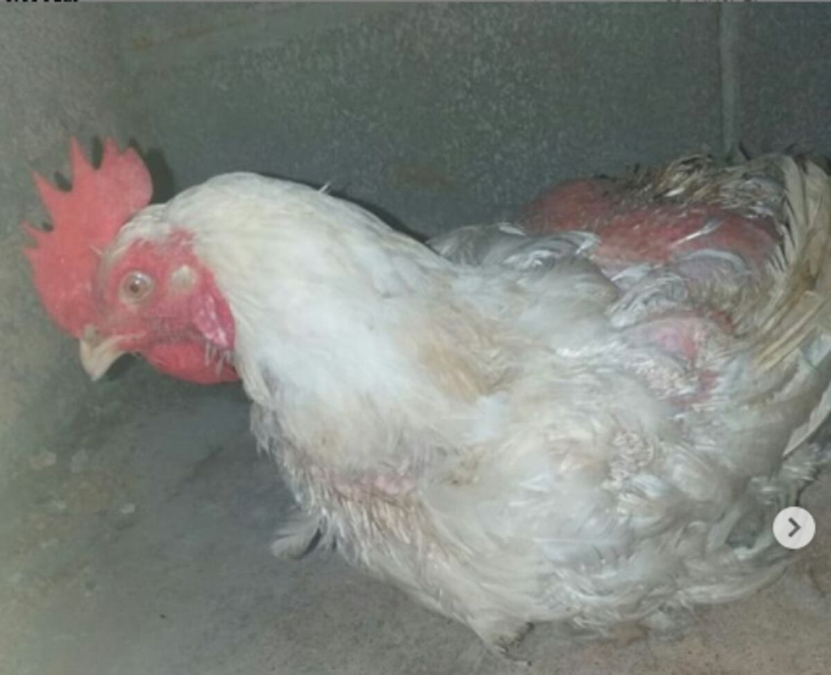 Ordenan detención para dos personas por robar más de 20 gallinas