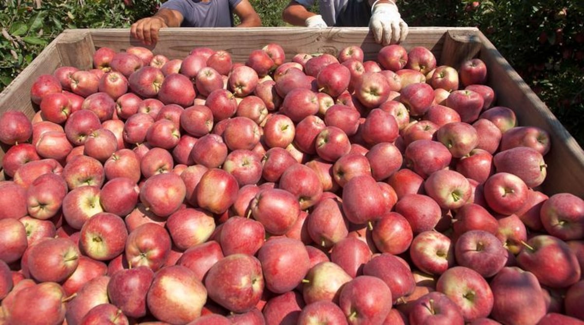 La Aupsa aclara que es falsa la información de manzanas contaminadas