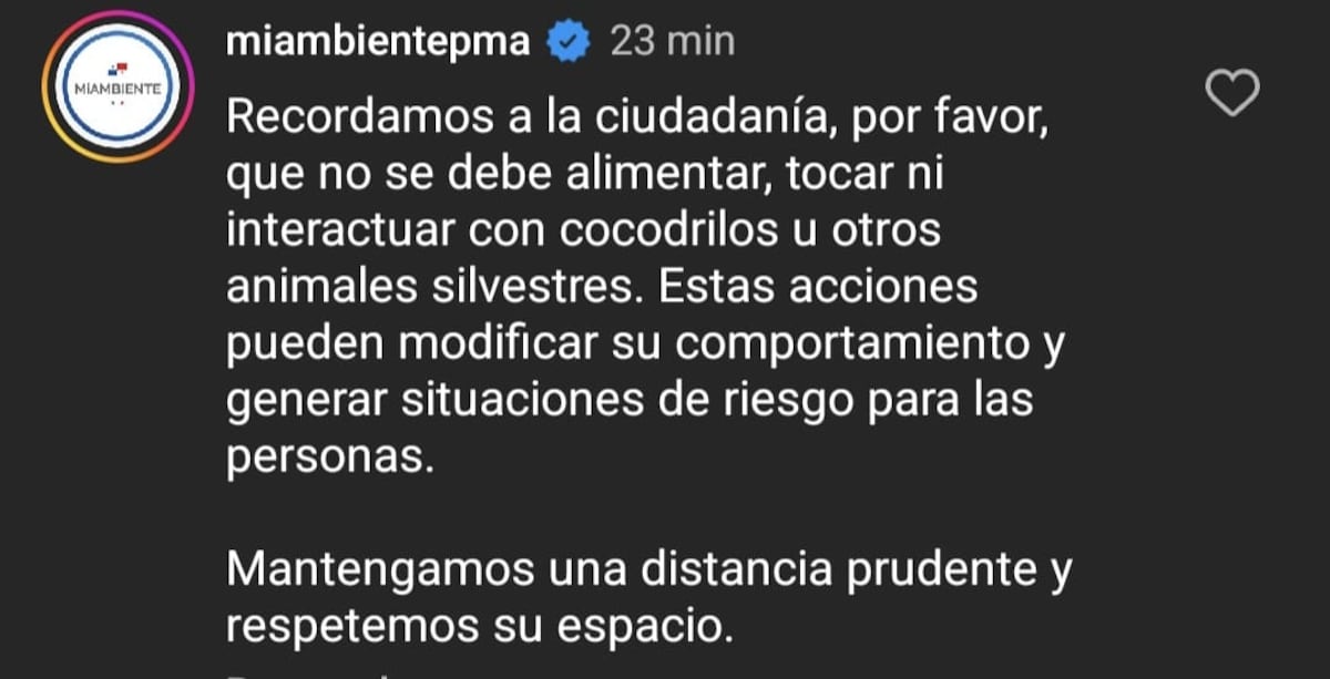 VÍDEO | ‘Tío deja la locura’: Adulto mayor se acerca a cocodrilo en Chepo y MiAmbiente alerta