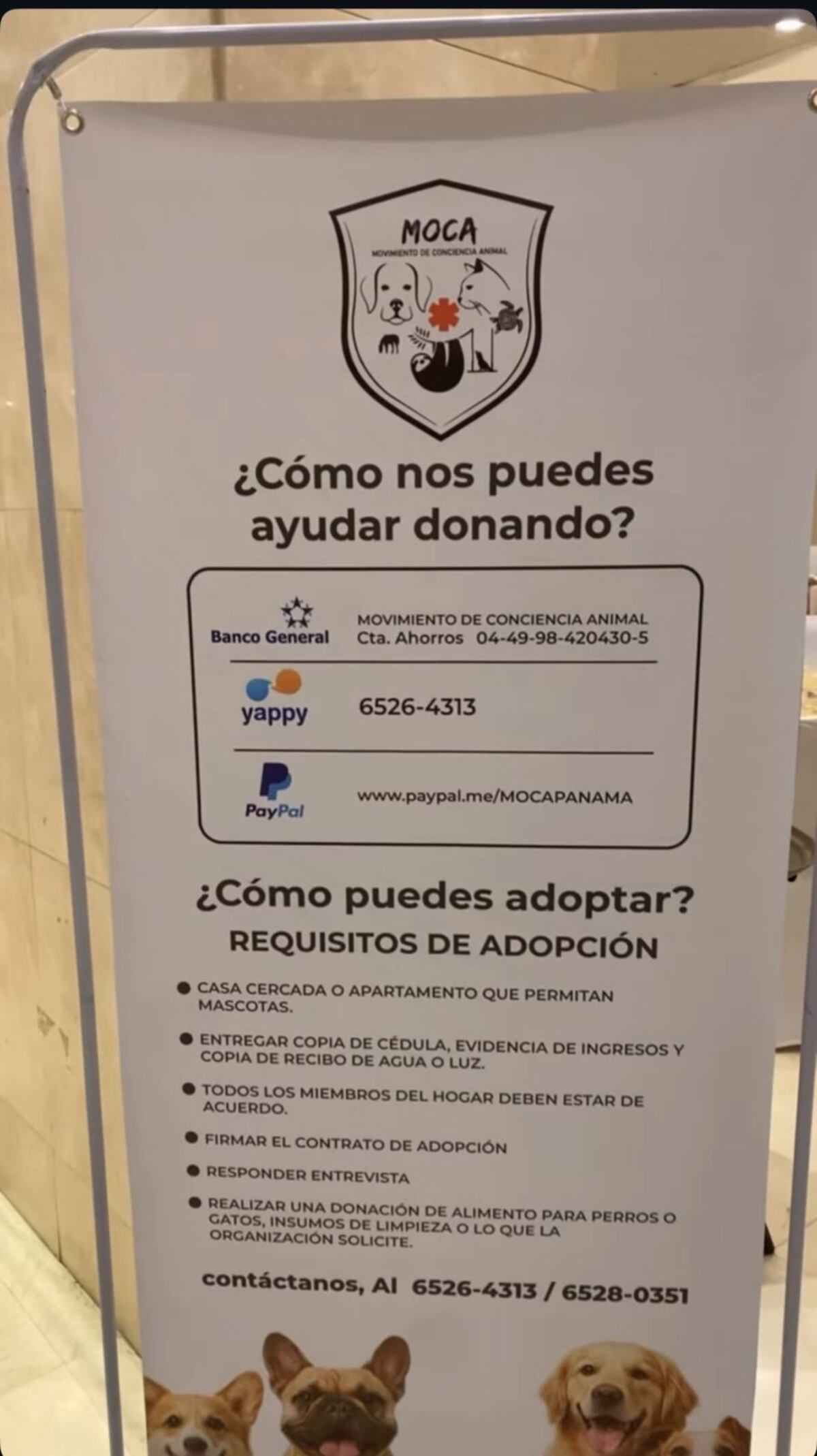 MOCA celebra su primera gala benéfica por los peludos: ‘Vidas que dependen de nosotros’