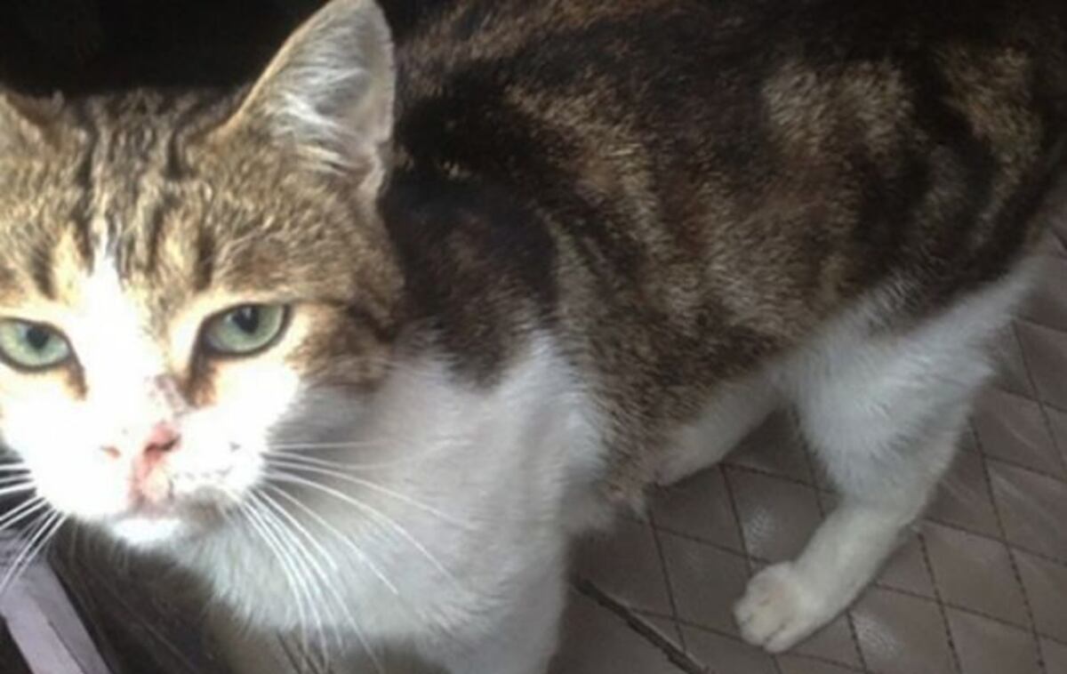 Detienen a un gato 'narco' por introducir drogas a una cárcel (+Fotos)