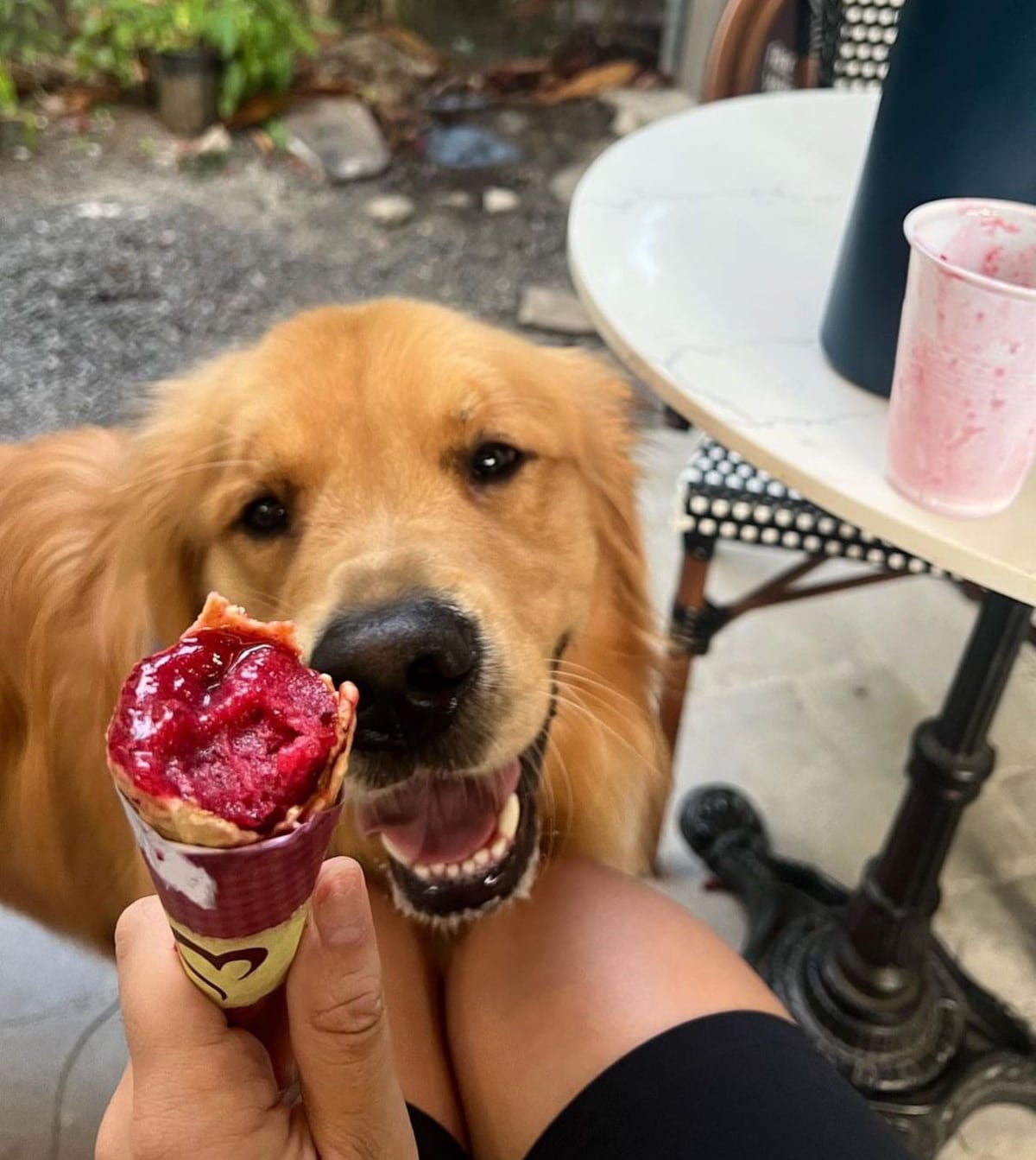Golden Retrievers: La raza dorada que roba corazones