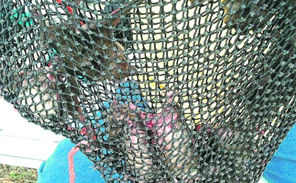 ¡Cacería! Reducen cantidad de vampiros en Azuero