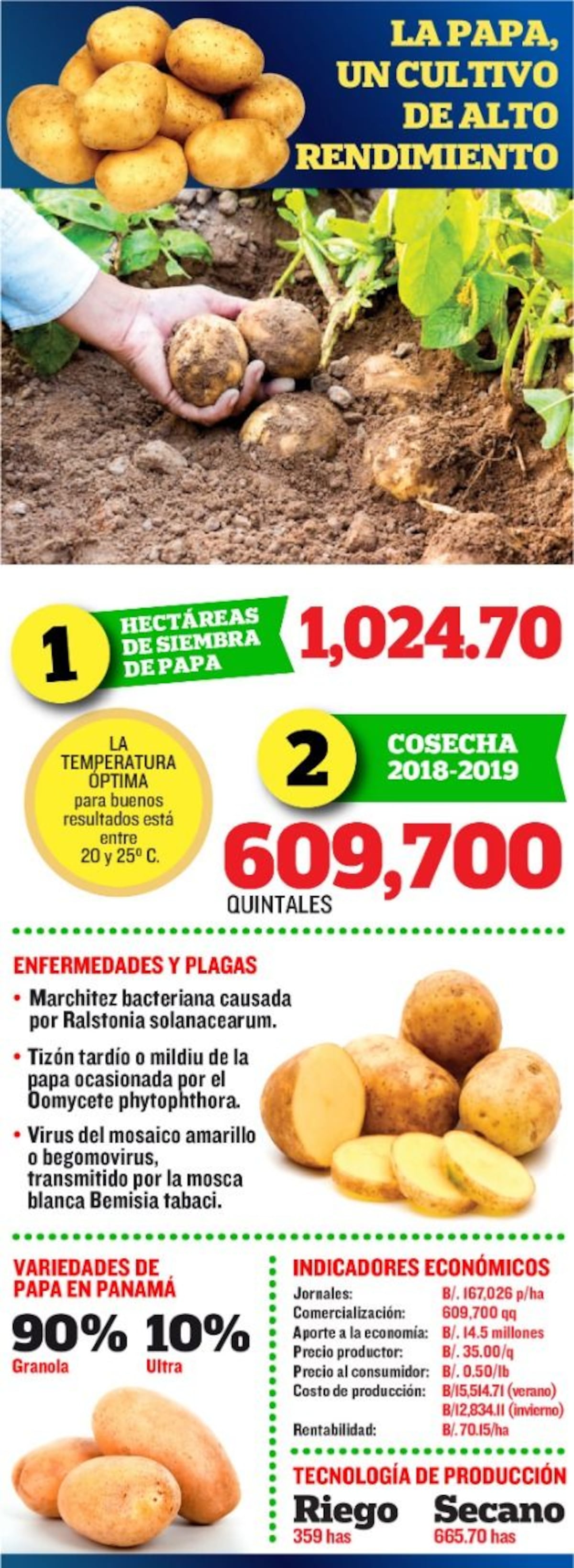 Mi Agro: La papa que se vende en Panamá es 100 % chiricana