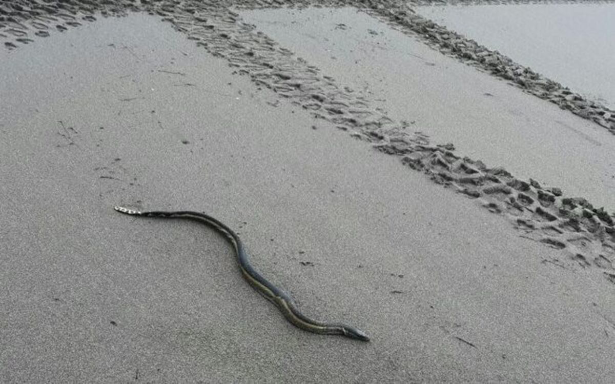 ¡UY! Serpientes marinas en playa El Uverito causan revuelo