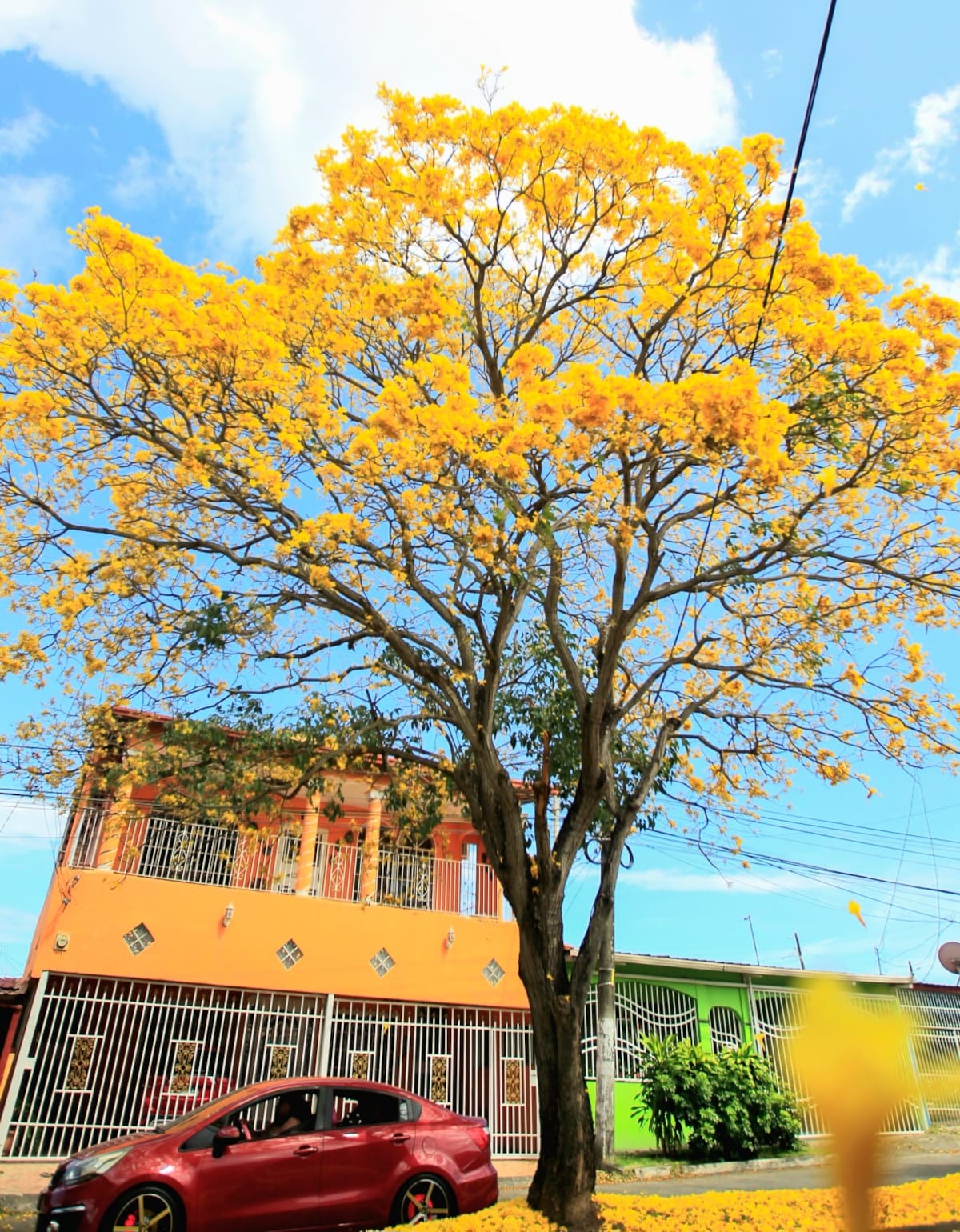 El Guayacán Amarillo: Un símbolo del inicio del verano en Panamá