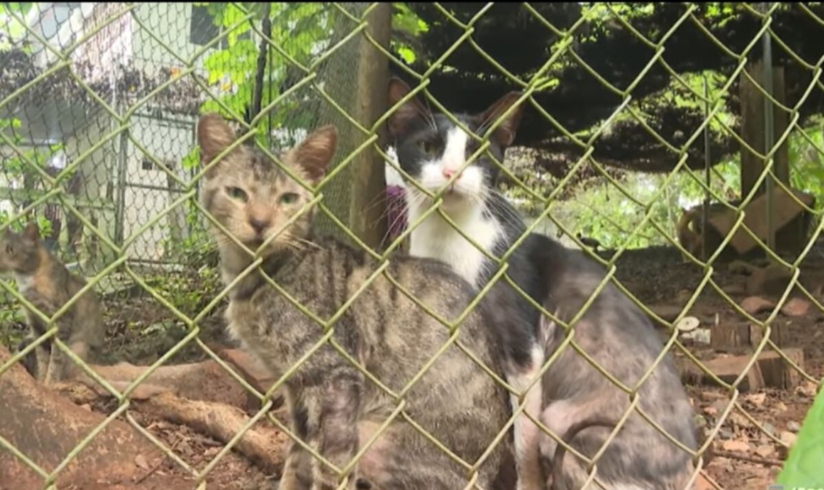 La casa del terror de los gatos. 150 animales rescatados en condiciones horribles 