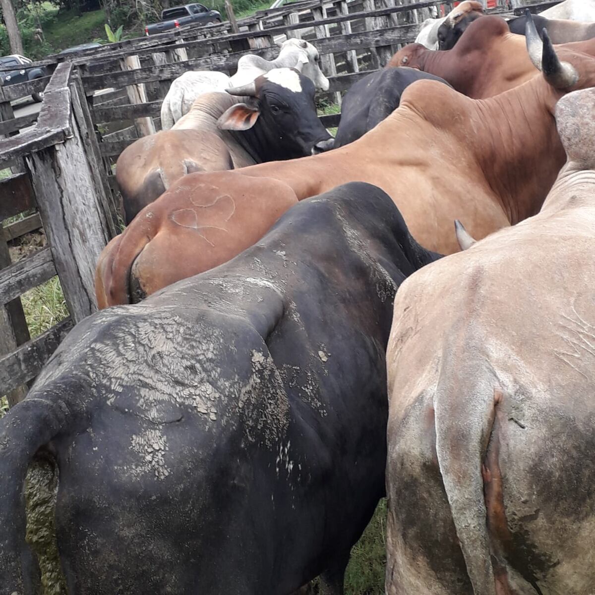 Recuperan ganado hurtado en Darién