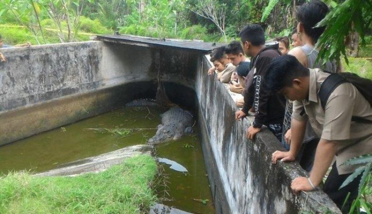 Científica es devorada por cocodrilo mientras lo alimentaba