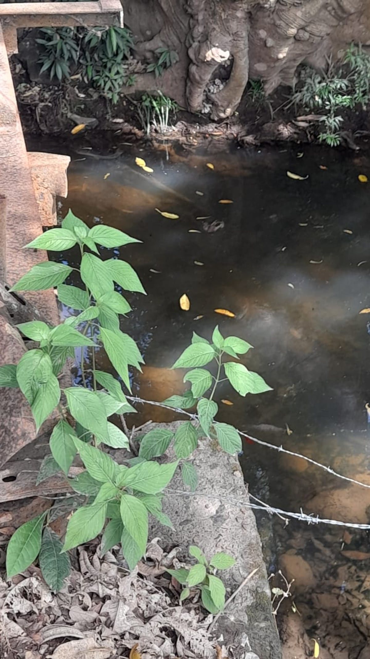 Buscan a asesinos de hombre encontrado en Capira atado de pies y manos